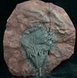Moroccan Crinoid Fossil - Scyphocrinites #7813-1